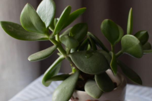 燕子掌圖片大全（好看的造型） 燕子掌多肉特點與簡介