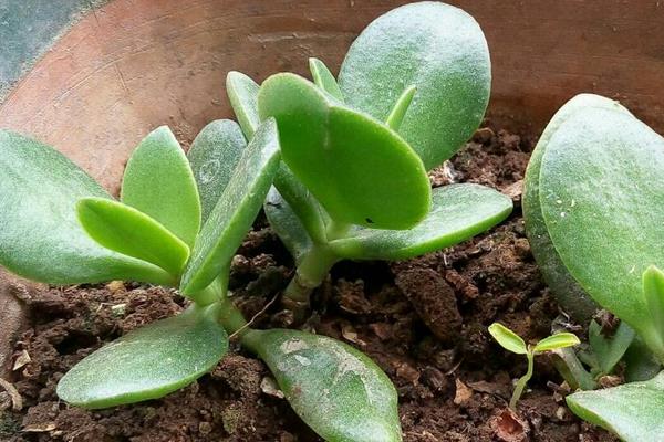 燕子掌圖片大全（好看的造型） 燕子掌多肉特點與簡介