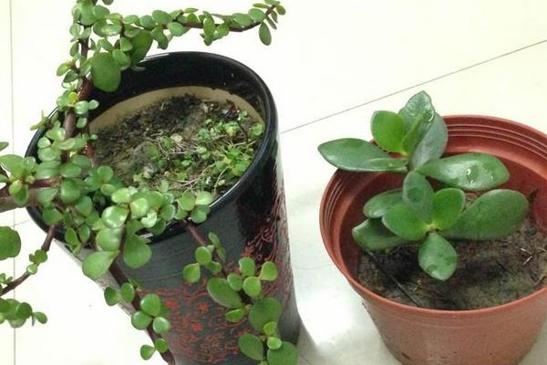 燕子掌圖片大全（好看的造型） 燕子掌多肉特點與簡介