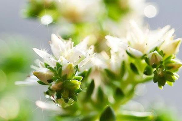 白花小松掉葉子的原因及解決辦法  百花小松葉子發蔫的原因及解決辦法