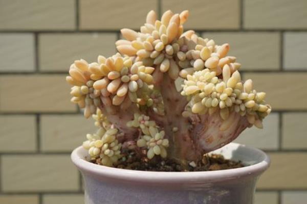 醉美人怎么養 醉美人養殖方法與注意事項