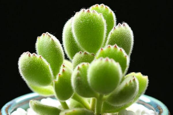 熊童子徒長怎么辦 熊童子葉子發軟掉葉子怎么辦