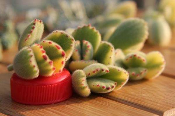 熊童子與貓爪的區別是什么（哪個貴） 熊童子的生長習性