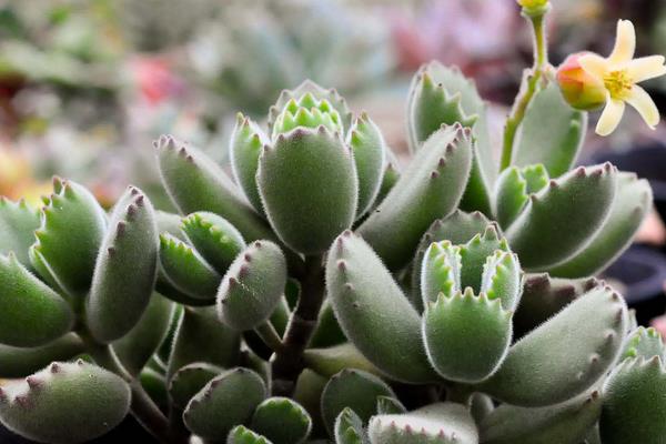 熊童子開花嗎（什么時候開） 熊童子開花后怎么養