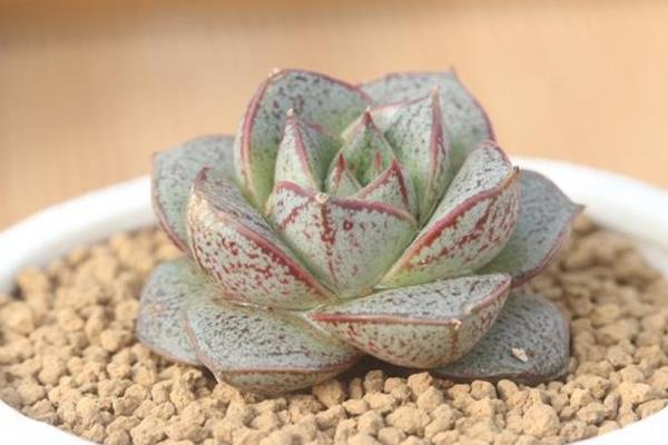 大和錦多肉圖片大全（開花、老樁） 大和錦多肉特點與簡介