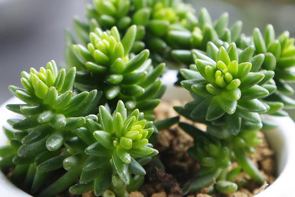 多肉白花小松繁殖方法(葉插)白花小松怎樣養爆盆