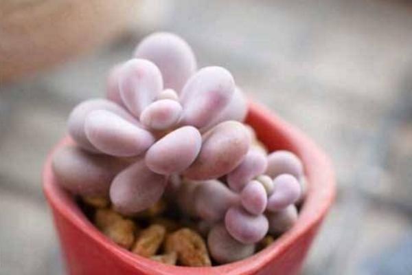 多肉桃之卵怎么養（快速爆盆） 桃之卵繁殖方法（播種）