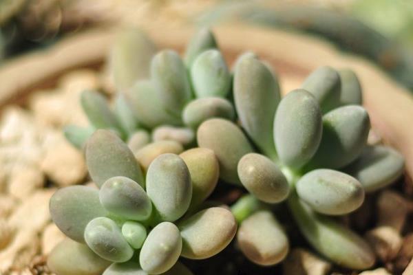 多肉星美人養殖方法與注意事項 星美人的主要價值