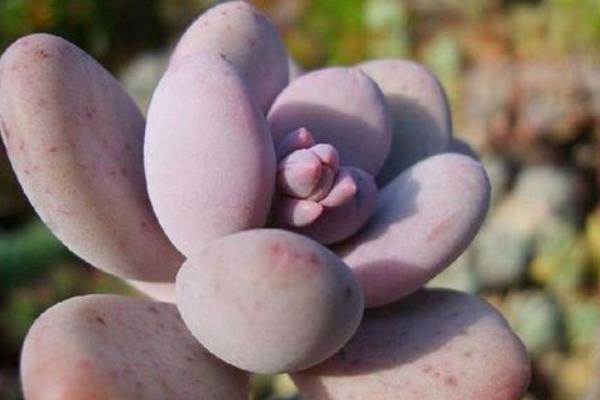 多肉星美人養殖方法與注意事項 星美人的主要價值