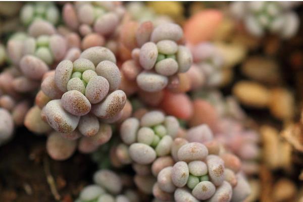 多肉星美人養殖方法與注意事項 星美人的主要價值