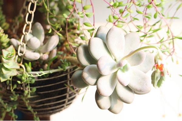 多肉星美人養殖方法與注意事項 星美人的主要價值