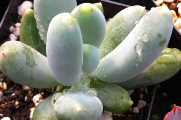 多肉星美人養殖方法與注意事項 星美人的主要價值