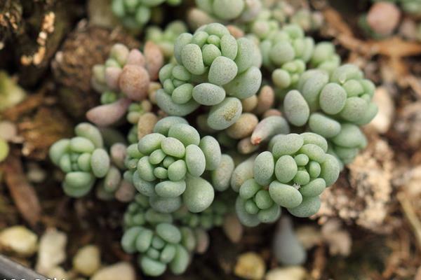 多肉星美人養殖方法與注意事項 星美人的主要價值