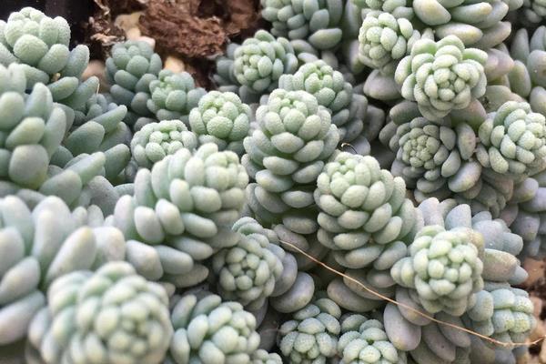 星美人怎么繁殖（葉插方法） 星美人的雜交品種