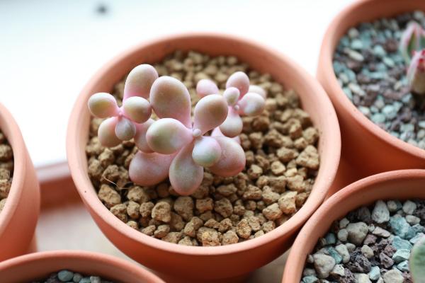 桃之卵是桃蛋嗎 多肉植物桃之卵為什么那么貴