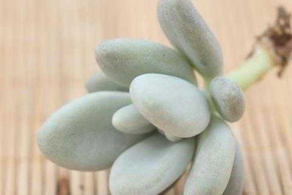 星美人怎么繁殖（葉插方法） 星美人的雜交品種