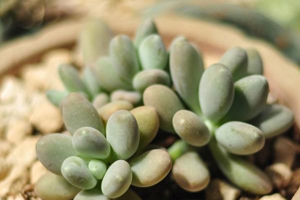 星美人怎么繁殖（葉插方法） 星美人的雜交品種