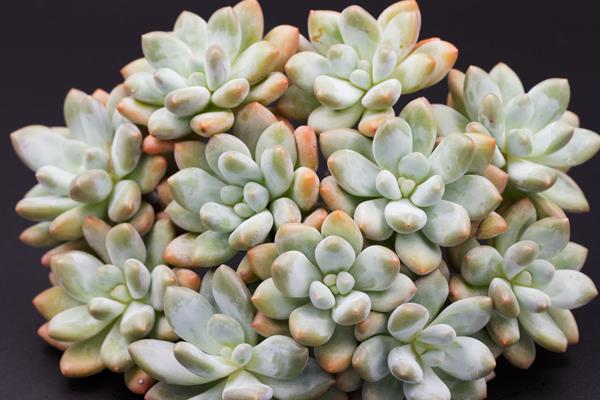 星美人怎么繁殖（葉插方法） 星美人的雜交品種