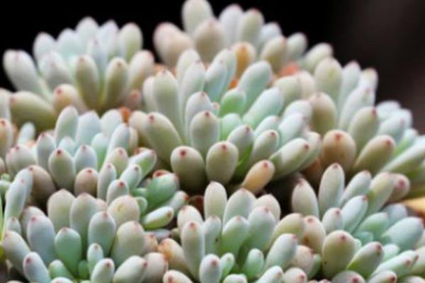 星美人怎么繁殖（葉插方法） 星美人的雜交品種