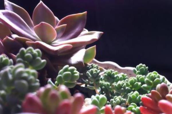 星美人怎么繁殖（葉插方法） 星美人的雜交品種