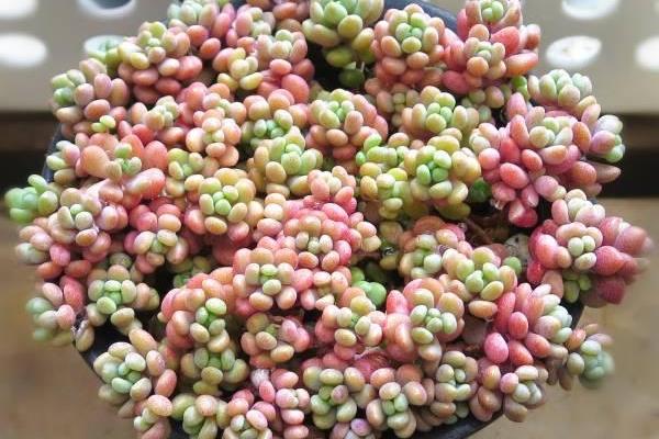 星美人怎么繁殖（葉插方法） 星美人的雜交品種