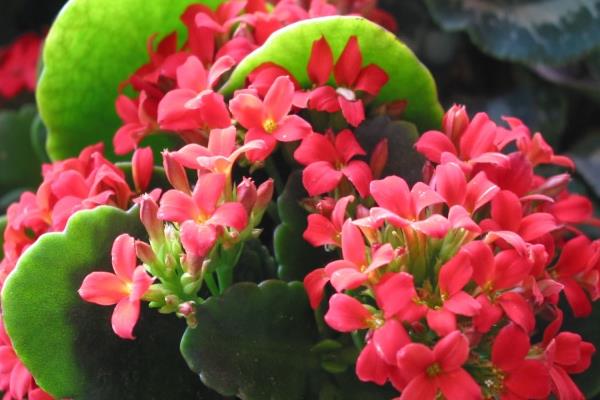 長壽花長太高怎么辦（修剪方法） 長壽花怎么摘心