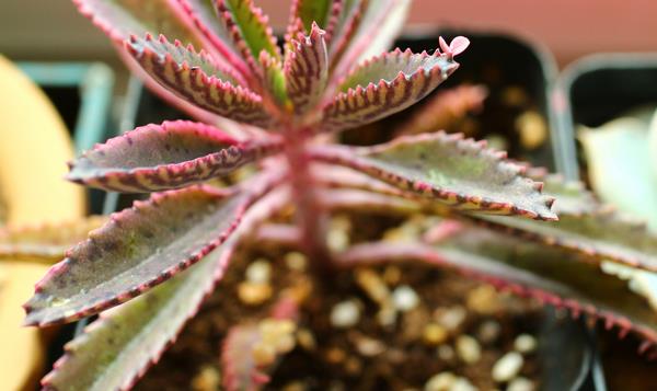 不死鳥多肉怎么種 不死鳥養殖方法與注意事項