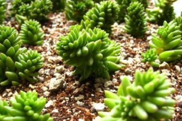 多肉白花小松繁殖方法(葉插)白花小松怎樣養爆盆