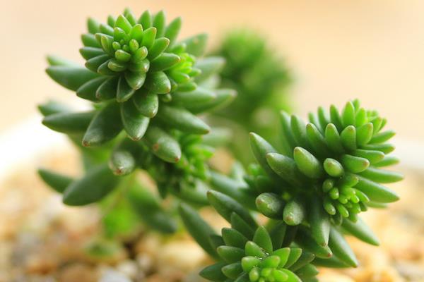 多肉白花小松繁殖方法(葉插)白花小松怎樣養爆盆