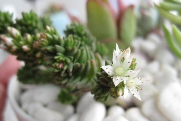 多肉白花小松繁殖方法(葉插)白花小松怎樣養爆盆