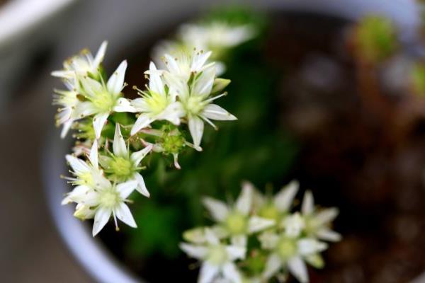 多肉白花小松繁殖方法(葉插)白花小松怎樣養爆盆