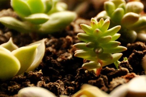 多肉白花小松繁殖方法(葉插)白花小松怎樣養爆盆