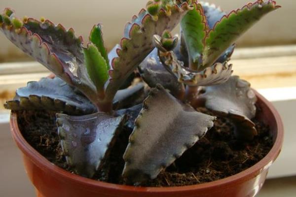 不死鳥多肉怎么種 不死鳥養殖方法與注意事項