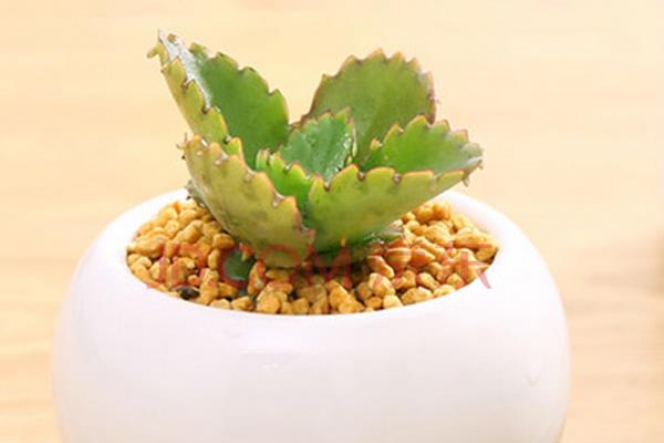 不死鳥多肉怎么種 不死鳥養殖方法與注意事項