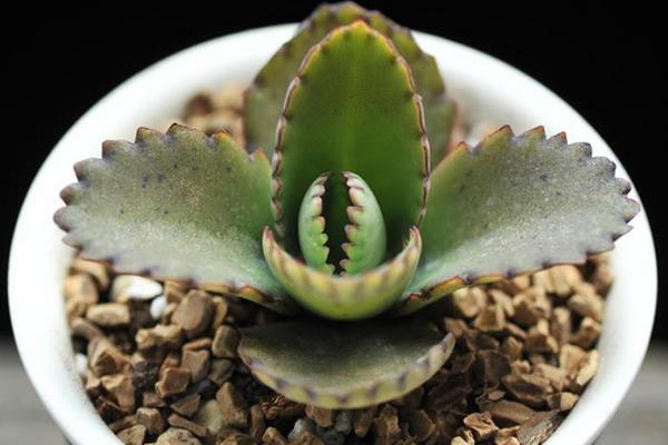 不死鳥多肉怎么種 不死鳥養殖方法與注意事項