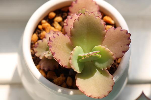 不死鳥多肉怎么種 不死鳥養殖方法與注意事項