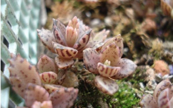 不死鳥多肉怎么種 不死鳥養殖方法與注意事項