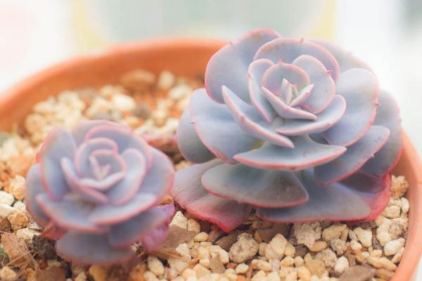 紅粉臺(tái)閣掉葉子處理方法 紅粉臺(tái)閣徒長(zhǎng)怎么辦