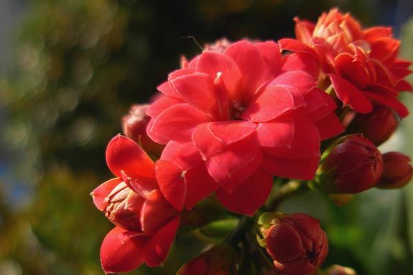 長壽花種子市場價格多少錢一斤  長壽花的播種方法