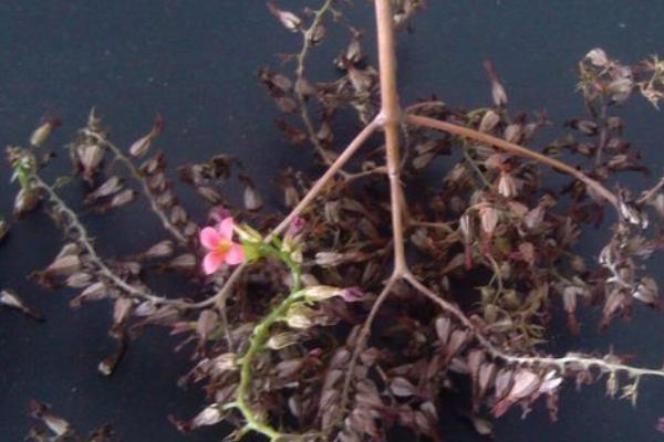 長壽花種子市場價格多少錢一斤 長壽花的播種方法