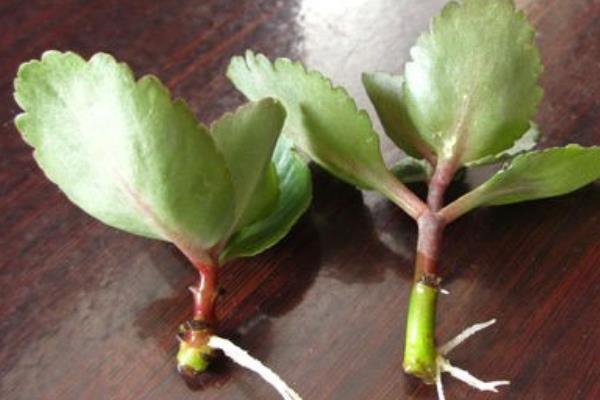 長壽花種子市場價格多少錢一斤 長壽花的播種方法