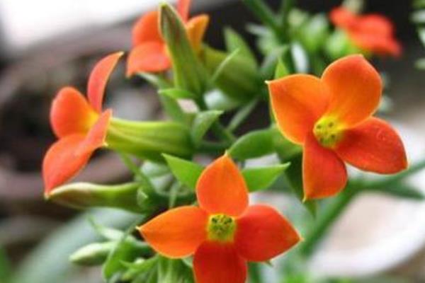 長壽花種子市場價格多少錢一斤 長壽花的播種方法