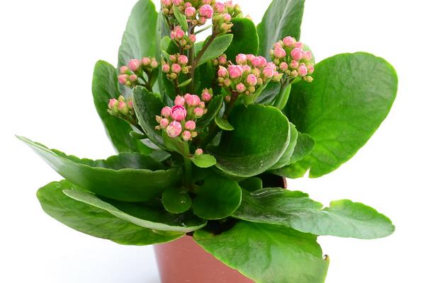 長(zhǎng)壽花圖片大全 長(zhǎng)壽花有哪些品種