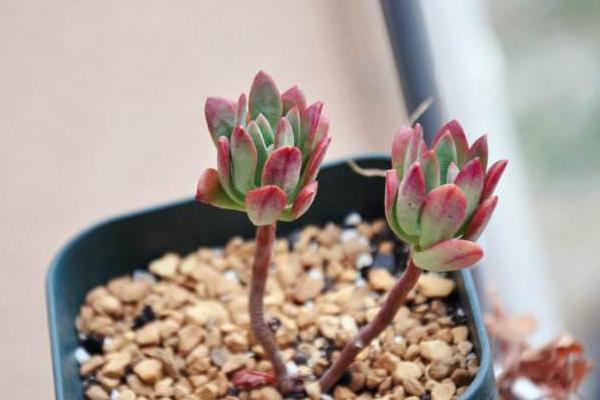 紅稚蓮多肉圖片大全（老樁） 紅稚蓮特點簡介