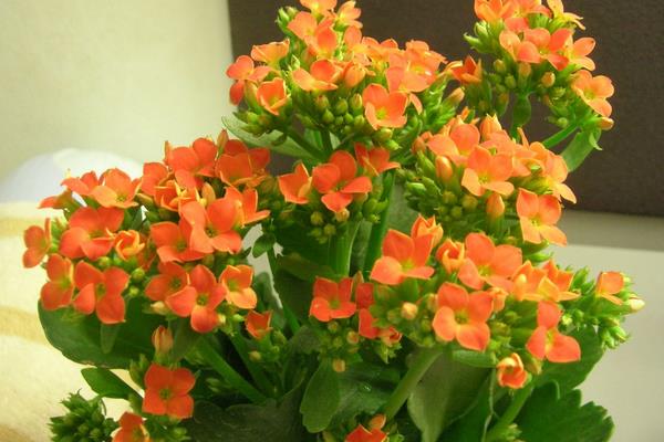 長壽花圖片大全 長壽花有哪些品種