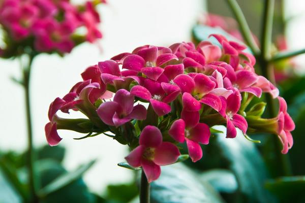 長壽花圖片大全 長壽花有哪些品種