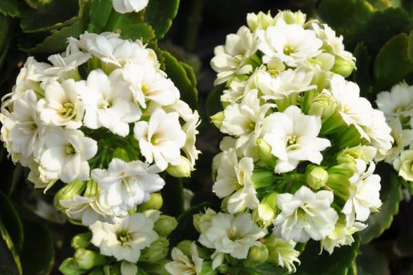 長壽花圖片大全 長壽花有哪些品種