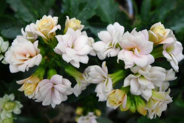 長壽花圖片大全 長壽花有哪些品種