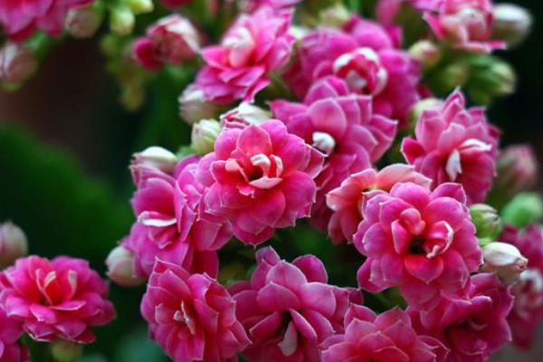 長壽花圖片大全 長壽花有哪些品種