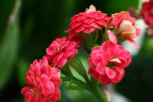 長壽花圖片大全 長壽花有哪些品種